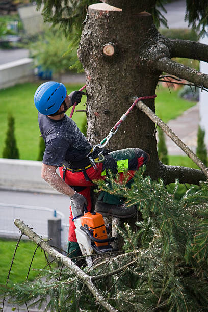  , USA Tree Removal Pros